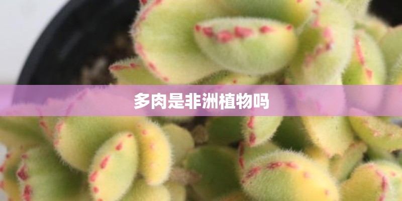 多肉是非洲植物吗