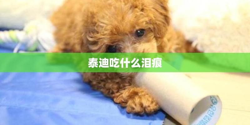 泰迪吃什么泪痕