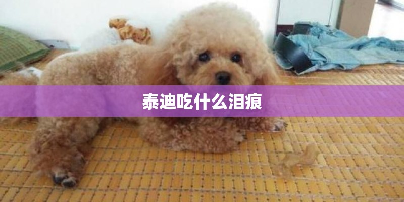 圣女果盆栽种植方法