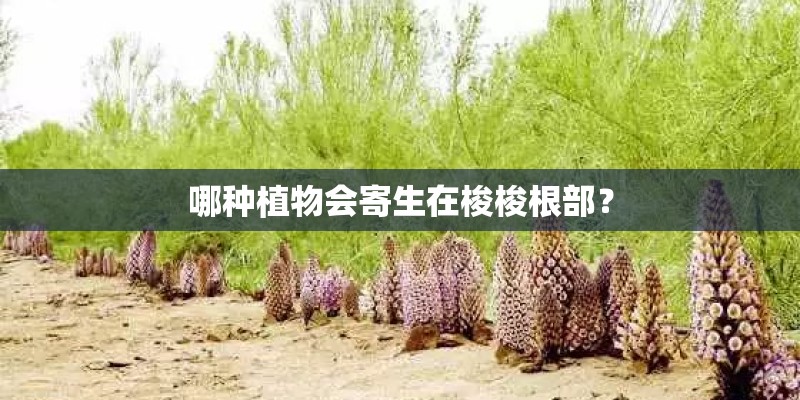 农村当中常见的垂盆草有什么作用呢？