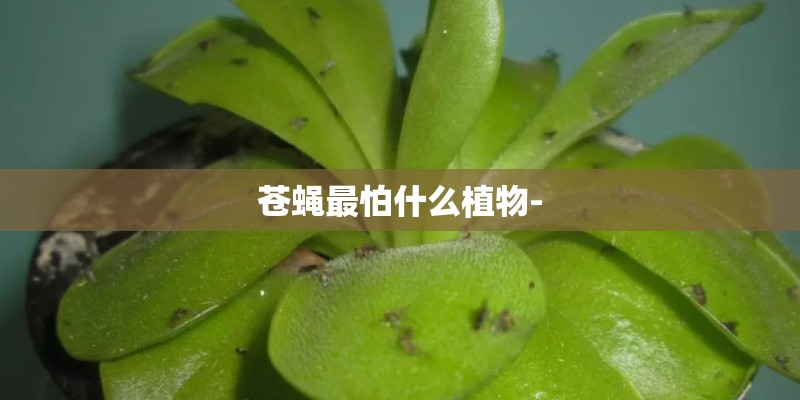 苍蝇最怕什么植物-