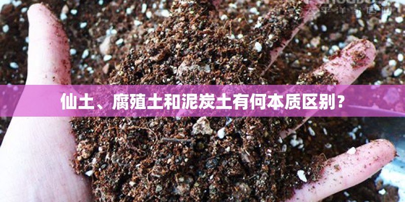 仙土、腐殖土和泥炭土有何本质区别？
