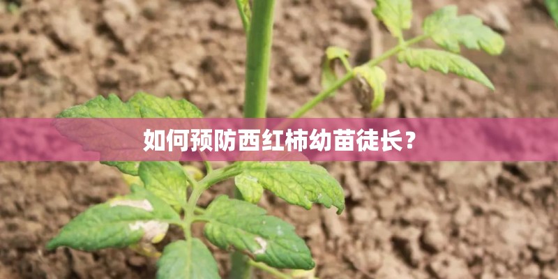 如何预防西红柿幼苗徒长? 如何预防西红柿幼苗徒长?