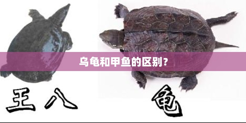 乌龟和甲鱼的区别？