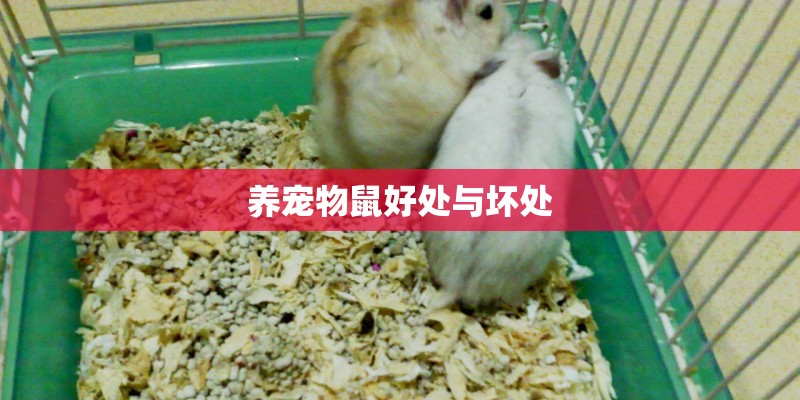 养宠物鼠好处与坏处