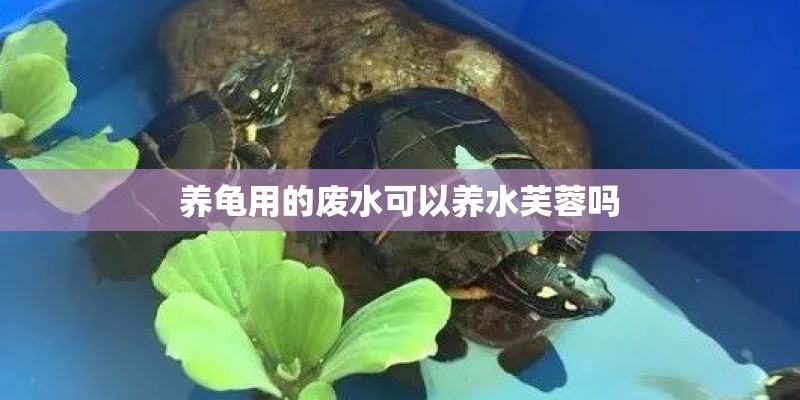 养龟用的废水可以养水芙蓉吗 养龟用的废水可以养水芙蓉吗
