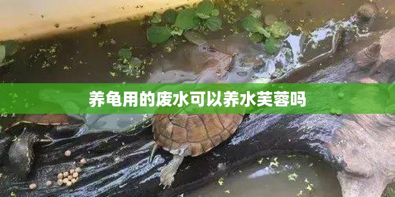 养龟用的废水可以养水芙蓉吗 养龟用的废水可以养水芙蓉吗
