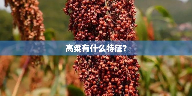 安装平台app有哪些 安装平台app有哪些