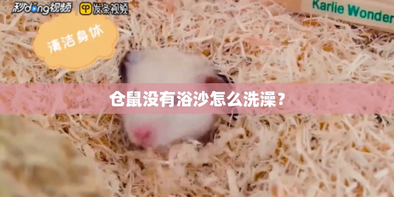 仓鼠没有浴沙怎么洗澡？