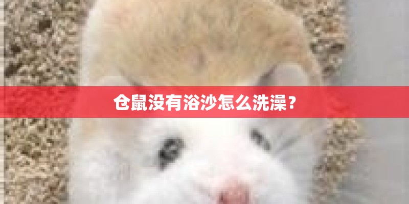仓鼠没有浴沙怎么洗澡？