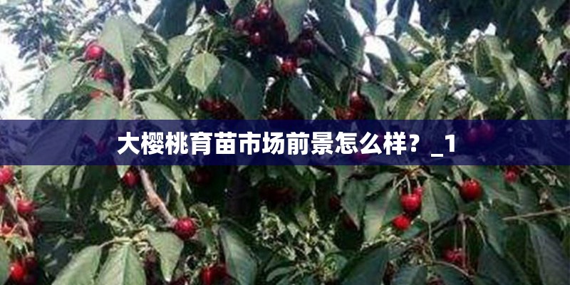 大樱桃育苗市场前景怎么样？_1