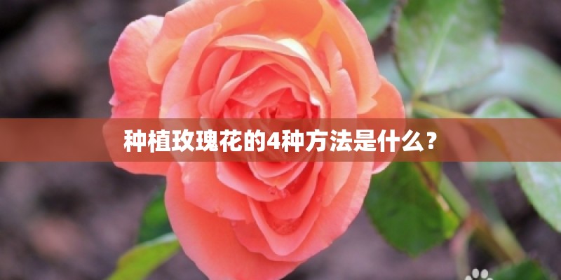 种植玫瑰花的4种方法是什么？