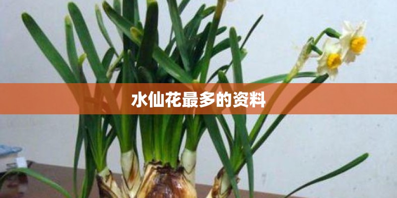 水仙花最多的资料