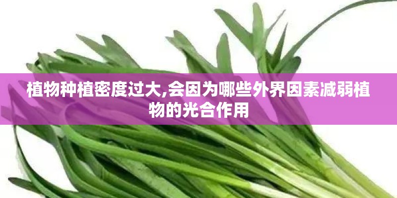 二三个月大的泰迪狗狗老喜欢咬人的手指头怎么办？