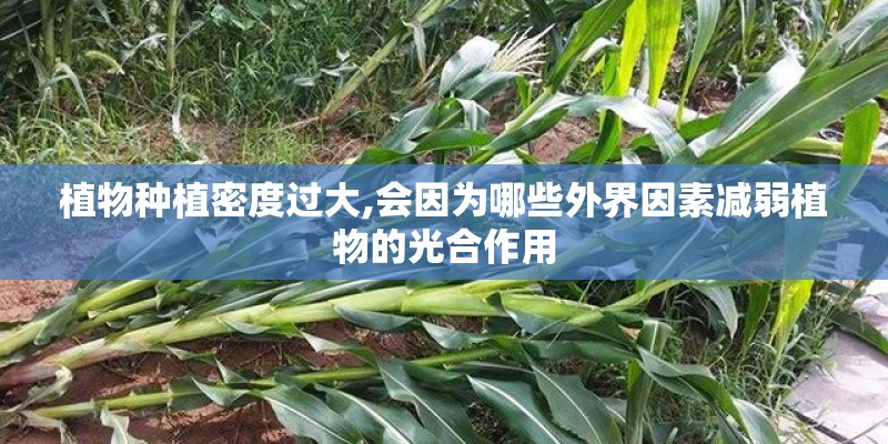 植物种植密度过大,会因为哪些外界因素减弱植物的光合作用
