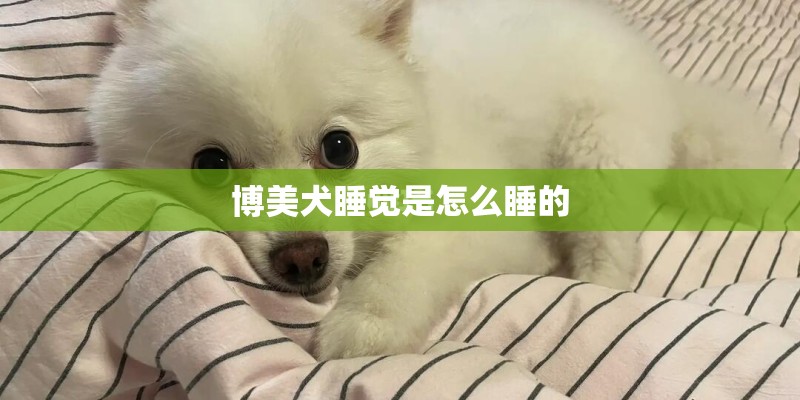 博美犬睡觉是怎么睡的