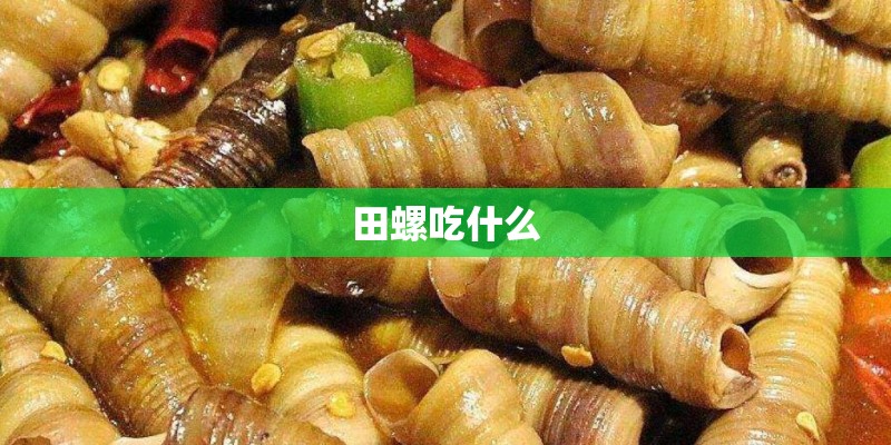 田螺吃什么 田螺吃什么