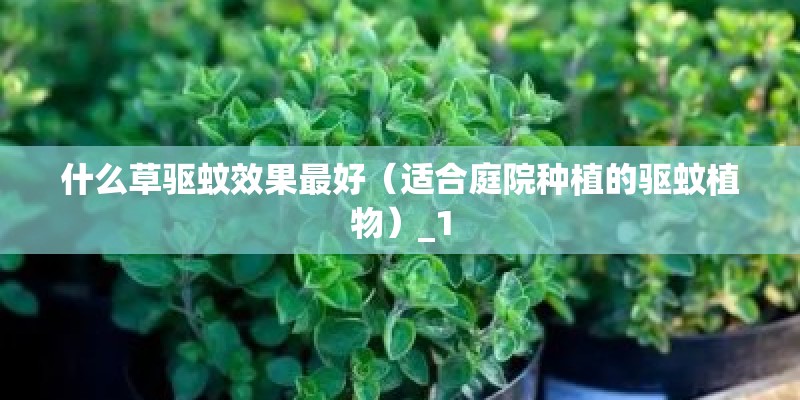 什么草驱蚊效果最好（适合庭院种植的驱蚊植物）_1
