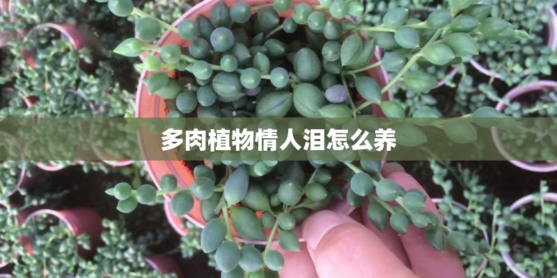多肉植物情人泪怎么养