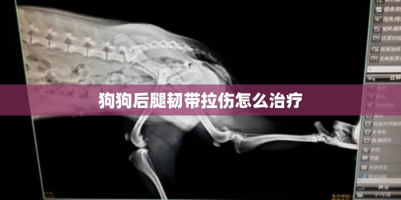 狗狗后腿韧带拉伤怎么治疗 狗狗后腿韧带拉伤怎么治疗