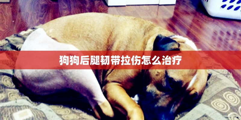 狗狗后腿韧带拉伤怎么治疗 狗狗后腿韧带拉伤怎么治疗
