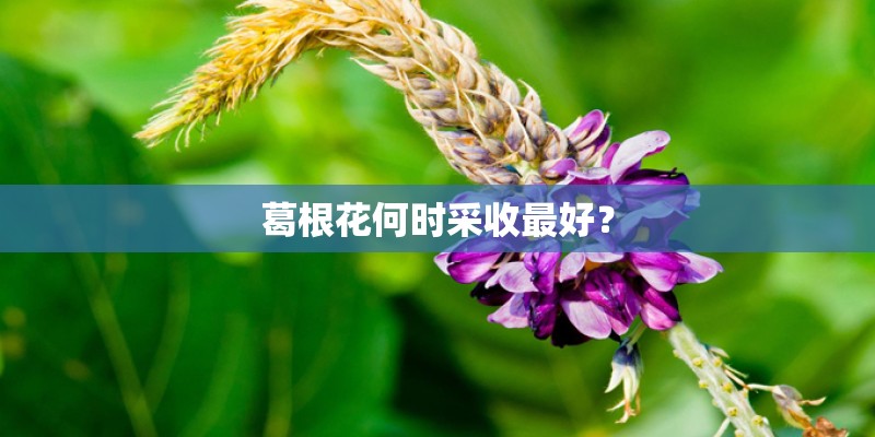 葛根花何时采收最好？
