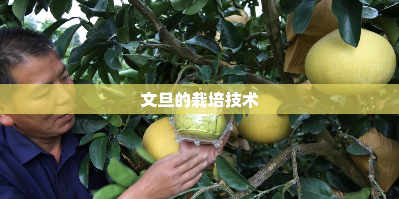 文旦的栽培技术