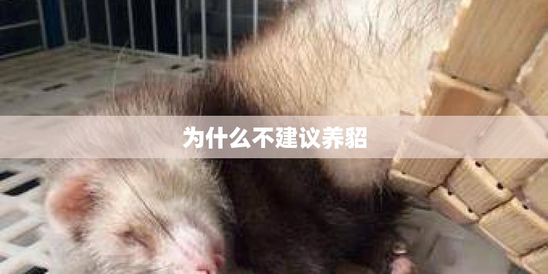 为什么不建议养貂