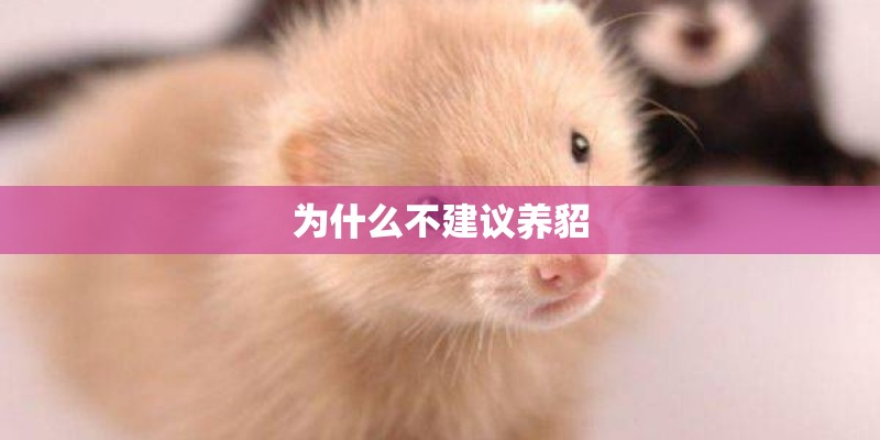 为什么不建议养貂