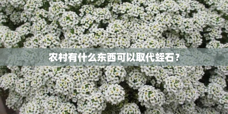 农村有什么东西可以取代蛭石？
