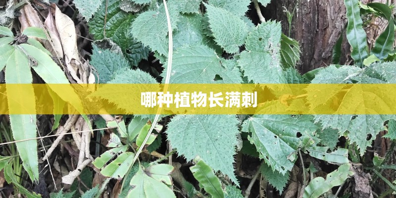 哪种植物长满刺