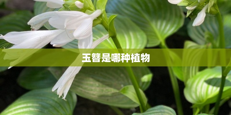 玉簪是哪种植物
