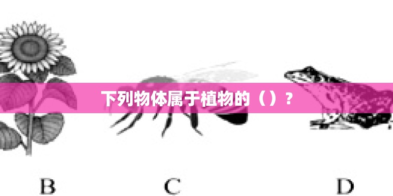 下列物体属于植物的（）？