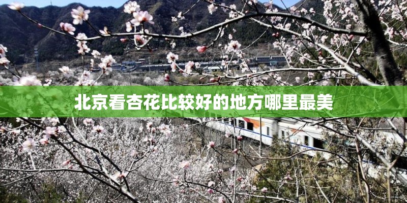 北京看杏花比较好的地方哪里最美