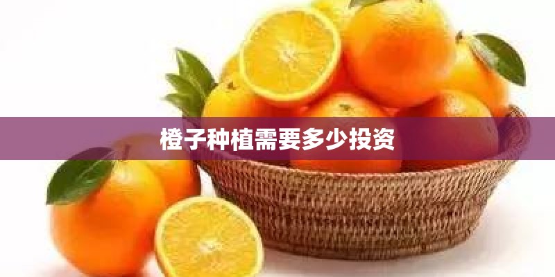 橙子种植需要多少投资