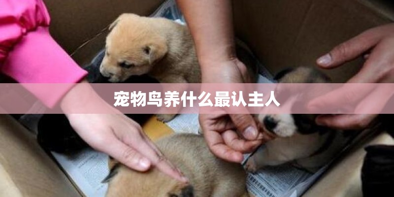 宠物鸟养什么最认主人