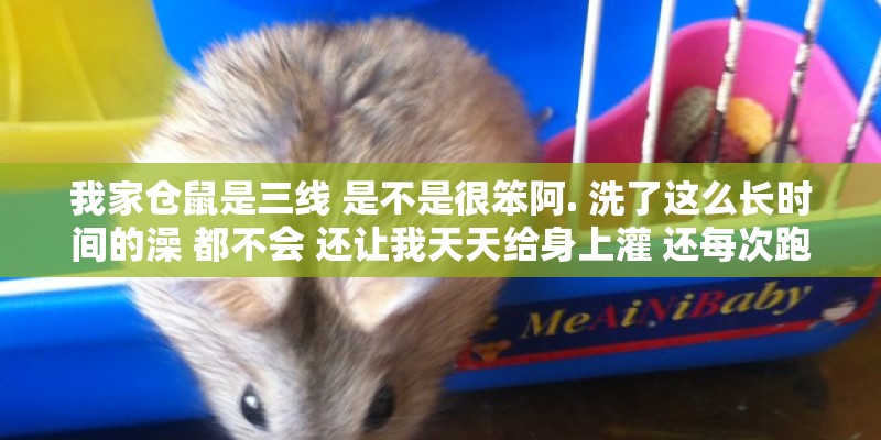 我家仓鼠是三线 是不是很笨阿. 洗了这么长时间的澡 都不会 还让我天天给身上灌 还每次跑