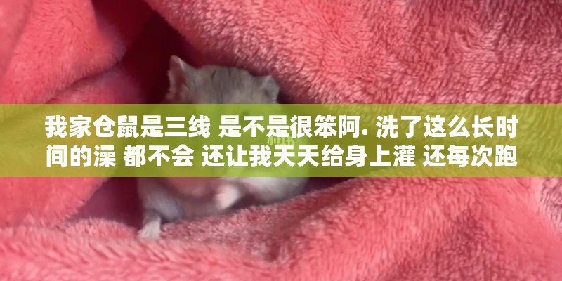 我家仓鼠是三线 是不是很笨阿. 洗了这么长时间的澡 都不会 还让我天天给身上灌 还每次跑