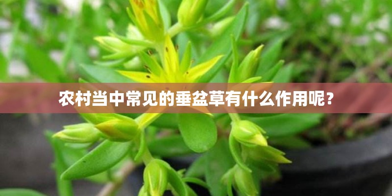 农村当中常见的垂盆草有什么作用呢？
