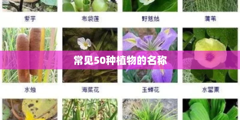 常见50种植物的名称