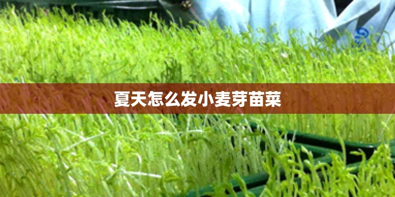 夏天怎么发小麦芽苗菜 夏天怎么发小麦芽苗菜