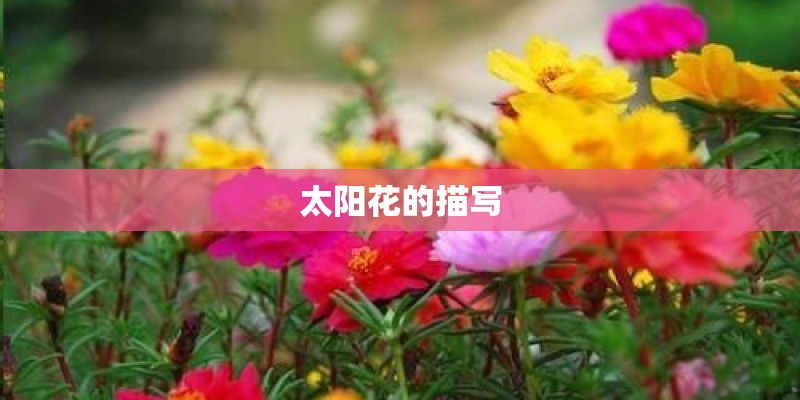 太阳花的描写 太阳花的描写