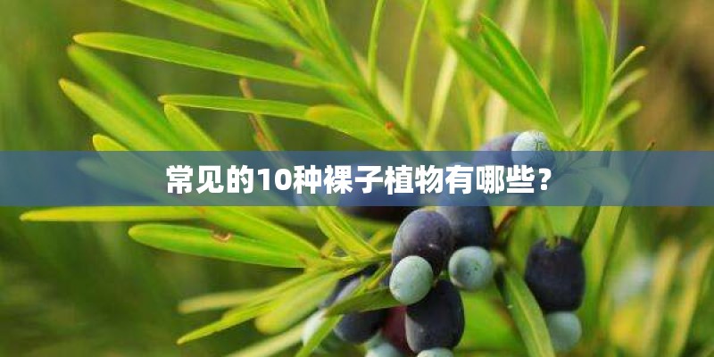 常见的10种裸子植物有哪些? 常见的10种裸子植物有哪些?
