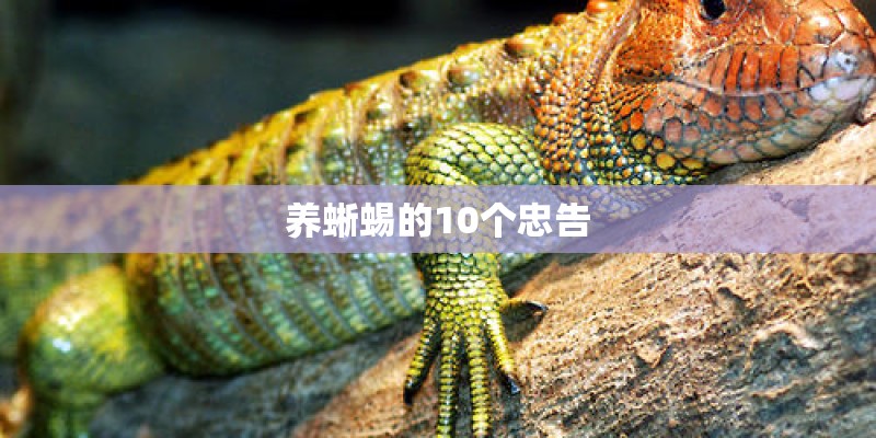 养蜥蜴的10个忠告