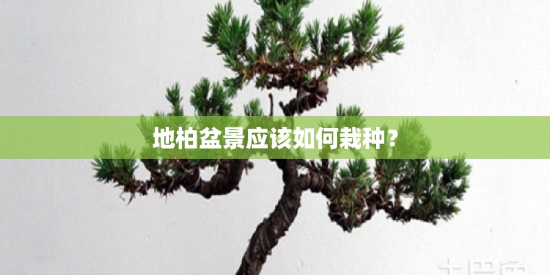 地柏盆景应该如何栽种？