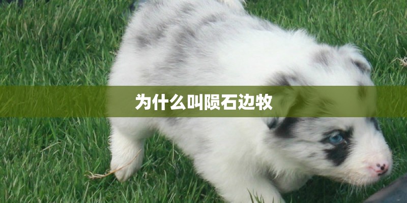为什么叫陨石边牧