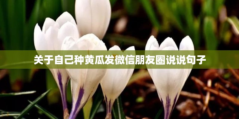 关于自己种黄瓜发微信朋友圈说说句子
