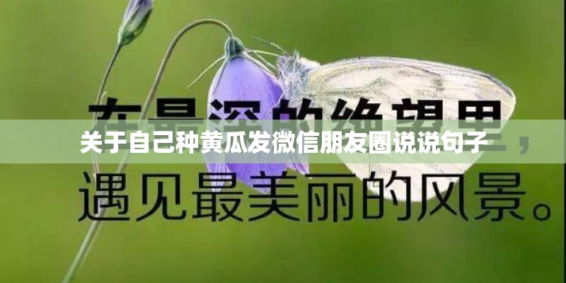 关于自己种黄瓜发微信朋友圈说说句子 关于自己种黄瓜发微信朋友圈说说句子