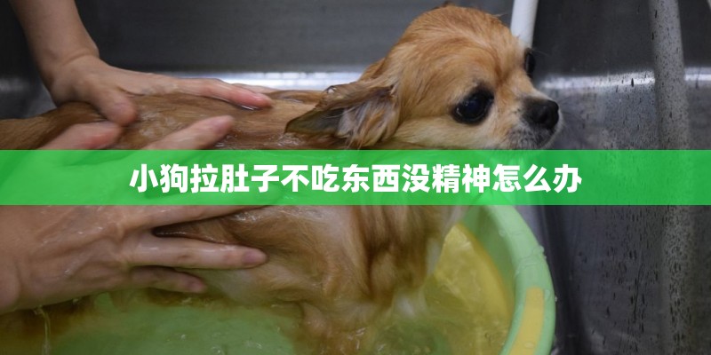 小狗拉肚子不吃东西没精神怎么办