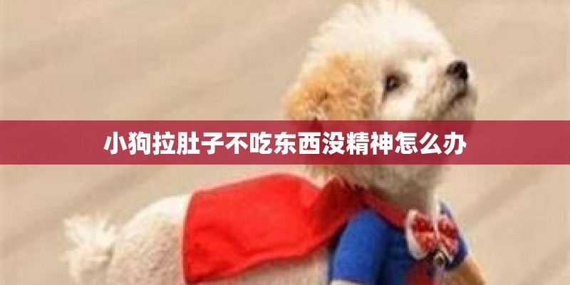 小狗拉肚子不吃东西没精神怎么办